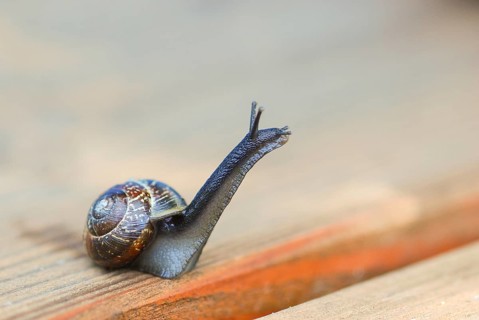 White-lipped snail
