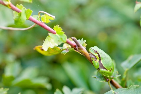 European tree frog