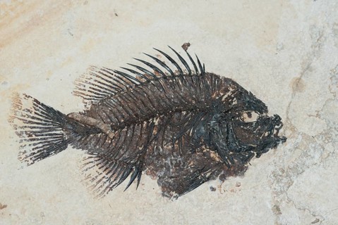Priscacara