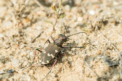 Northern dune tiger beetle