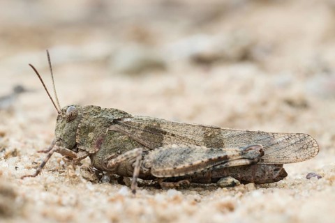 Blue-winged grasshopper