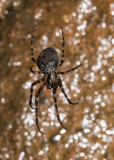 Metellina merianae