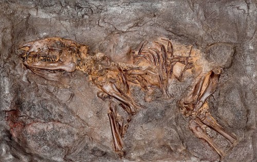 Fossil Propalaeotherium