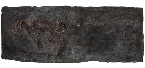 Fossil Predator
