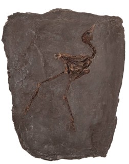 Fossil Messel Rail