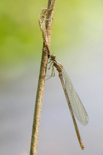 Azure damselfly