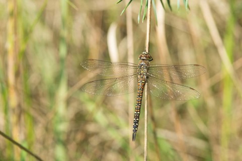 Migrant hawker