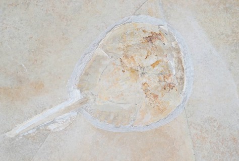 Horseshoe Crab