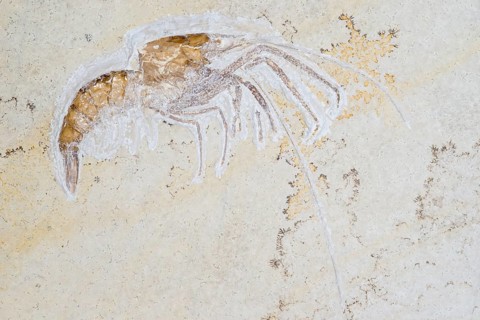 Fossil prawn