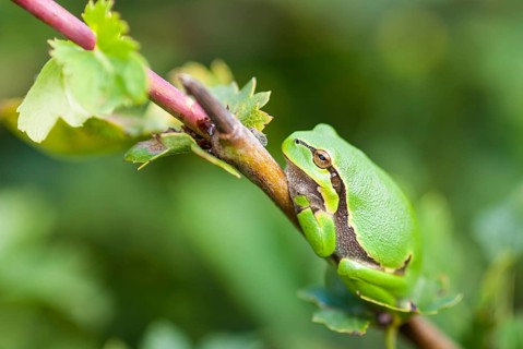 European tree frog
