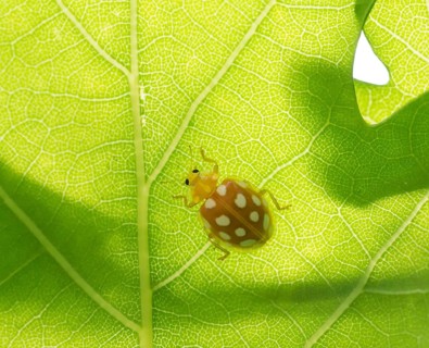Orange Ladybird