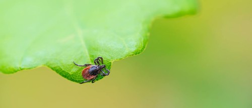 Female tick