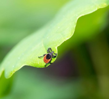 Female tick