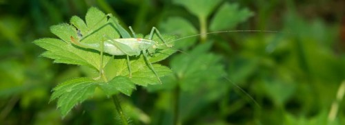 Southern oak bush cricket