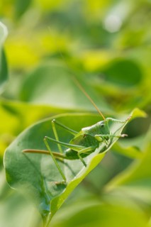 Great Green Bush-Cricket
