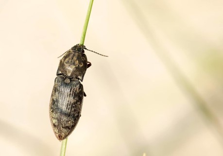 Chequered Click Beetle