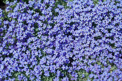 Aubrieta