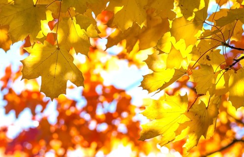 Norway maple