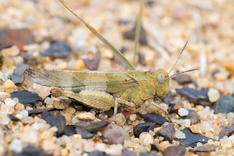 Blue-winged grasshopper