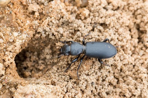 Broscus cephalotes