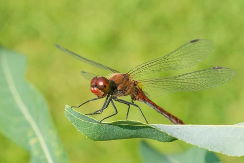 Ruddy darter