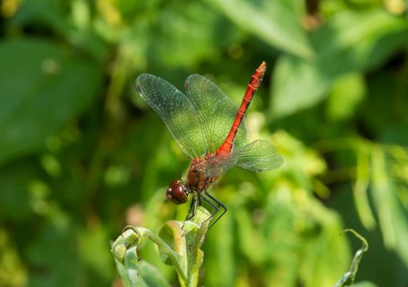 Ruddy darter