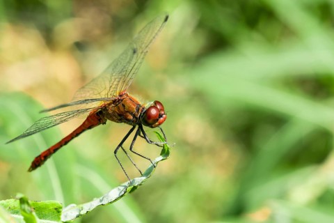 Ruddy darter