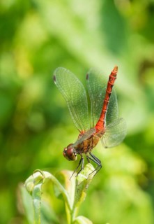 Ruddy darter