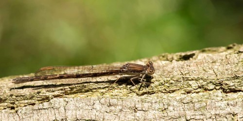 Common winter damsel