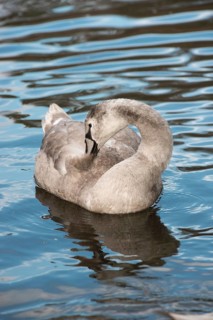 Mute Swan