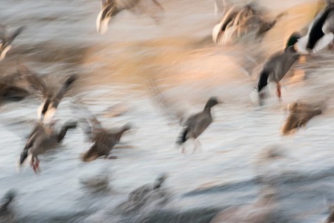 Flock of Mallards ducks