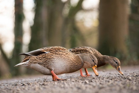 Mallard