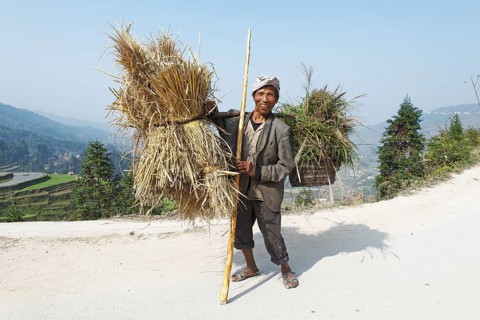 Dong man carrying straw and grass on a traditional yoke