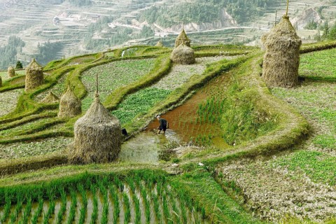 Terraced fields in Dong village