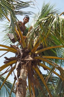Toddy Tapper on coconut tree collecting palm juice