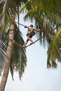 Toddy Tapper balancing on rope between coconut trees and collecting palm juice