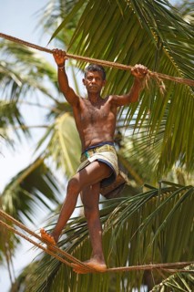 Toddy Tapper balancing on rope between coconut trees and collecting palm juice