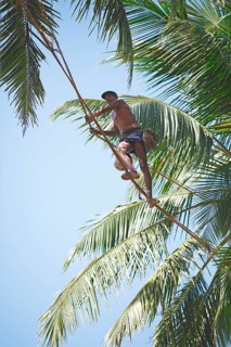 Toddy Tapper balancing on rope between coconut trees and collecting palm juice