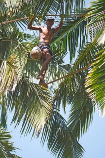 Toddy Tapper balancing on rope between coconut trees and collecting palm juice