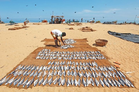 Man laying out fresh fish to dry on the beach