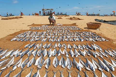 Man laying out fresh fish to dry on the beach