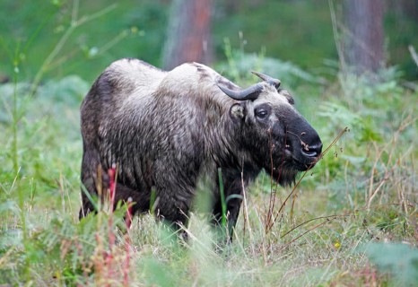 Takin