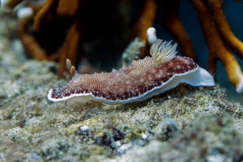 Reticulated Chromodoris sea slug
