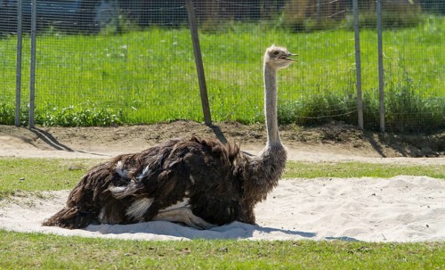 Common ostrich