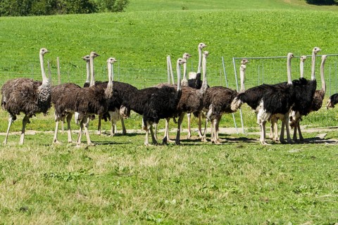 Common ostriches