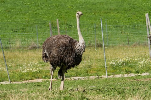 Common ostrich