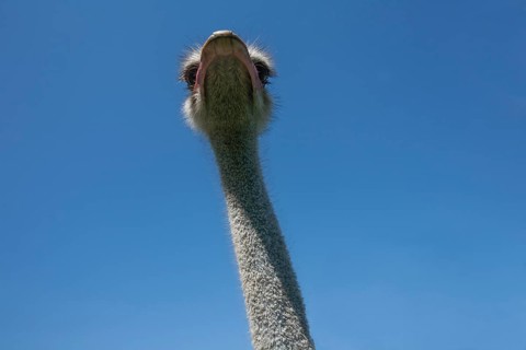 Common ostrich