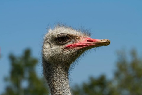Common ostrich