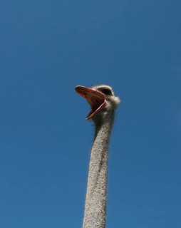 Common ostrich