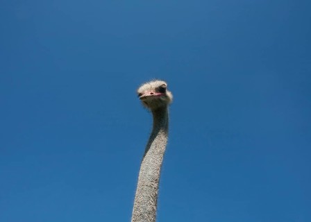 Common ostrich
